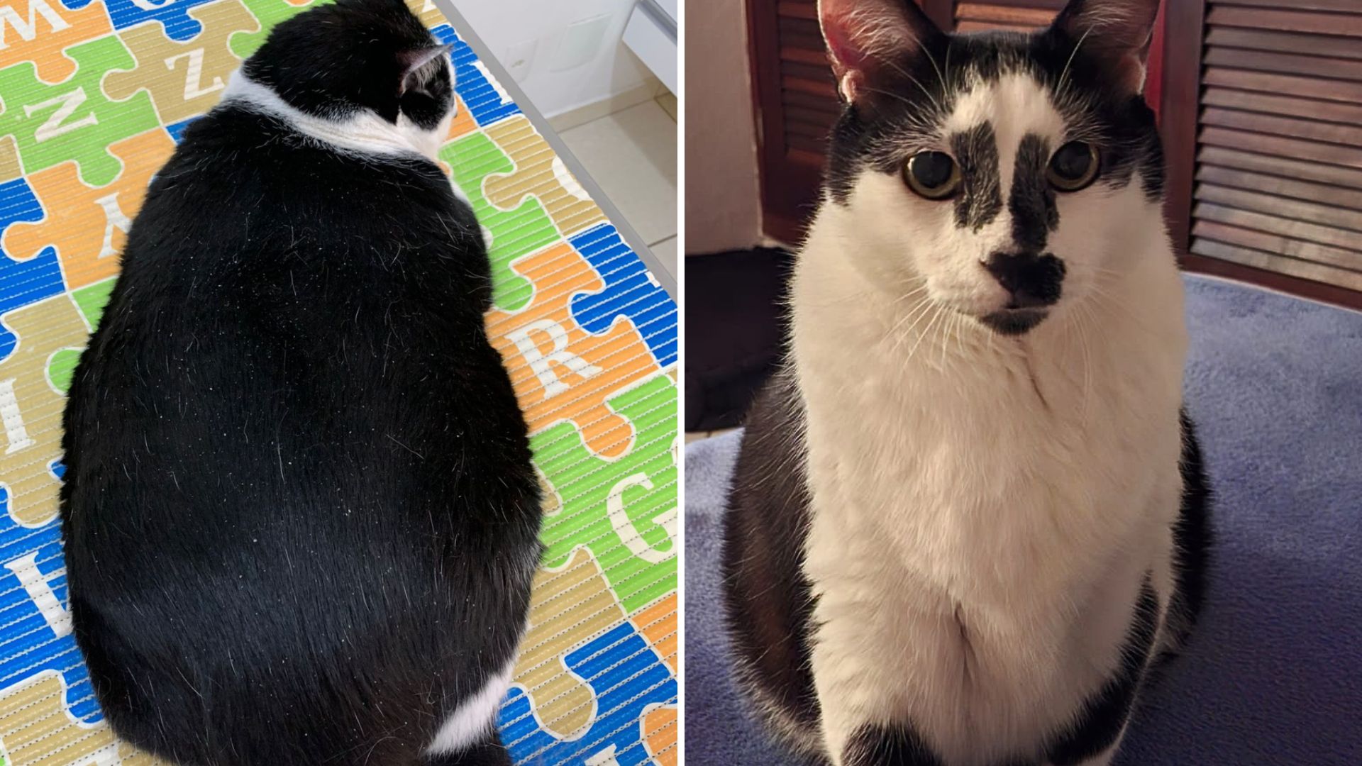 Obesidade afeta 4 em 10 pets; Veterinárias de Campinas orientam tutores