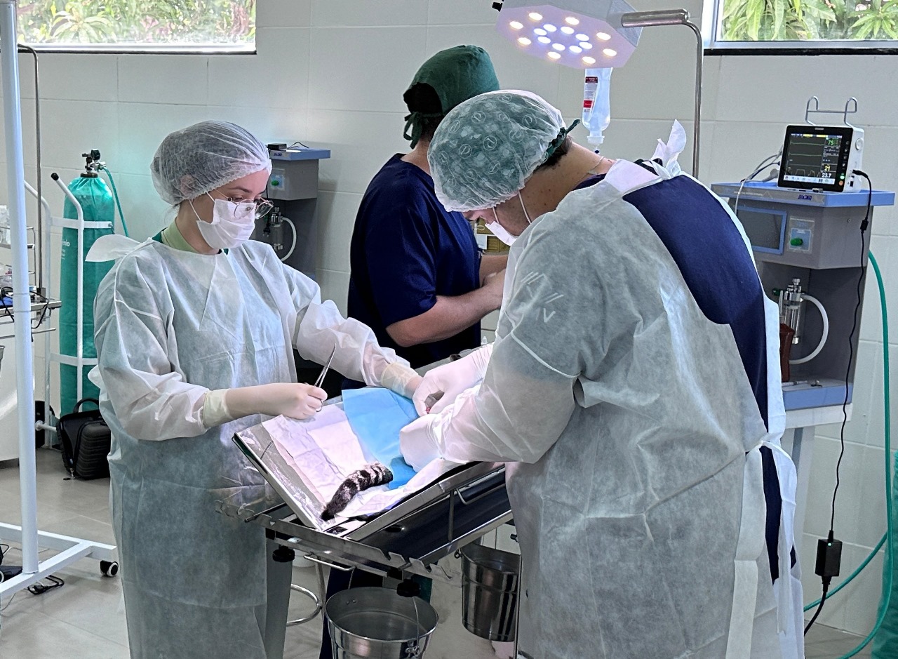 Inscrições para o Programa de Castração de Cães e Gatos 2025 estão abertas em Nova Odessa