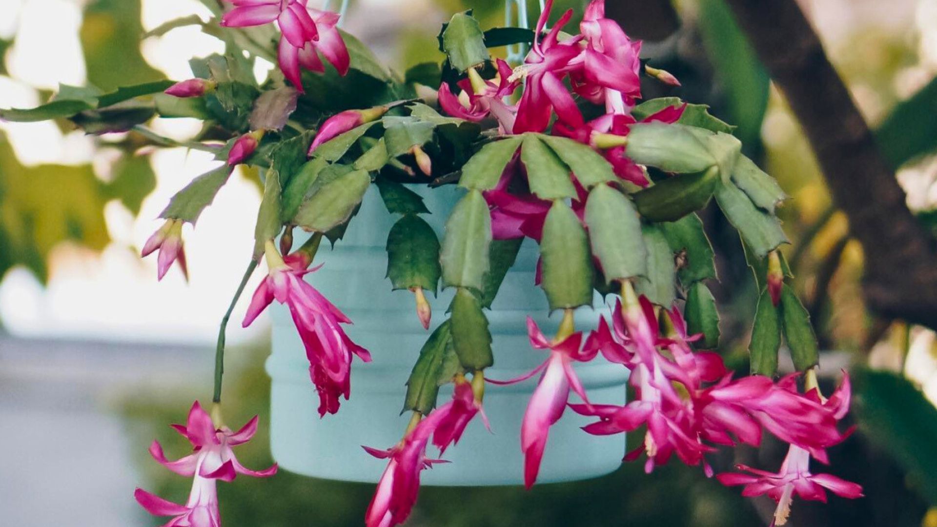 Cultive a Flor-de-Maio: Beleza e Simplicidade em Seu Lar