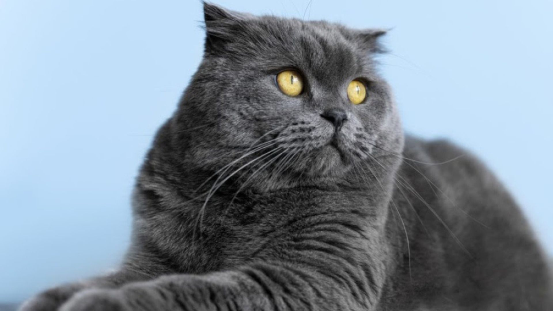 Galleria Shopping em Campinas recebe Exibição Gratuita de Gatos Raças Exóticas nos dias 31/05 e 01/06