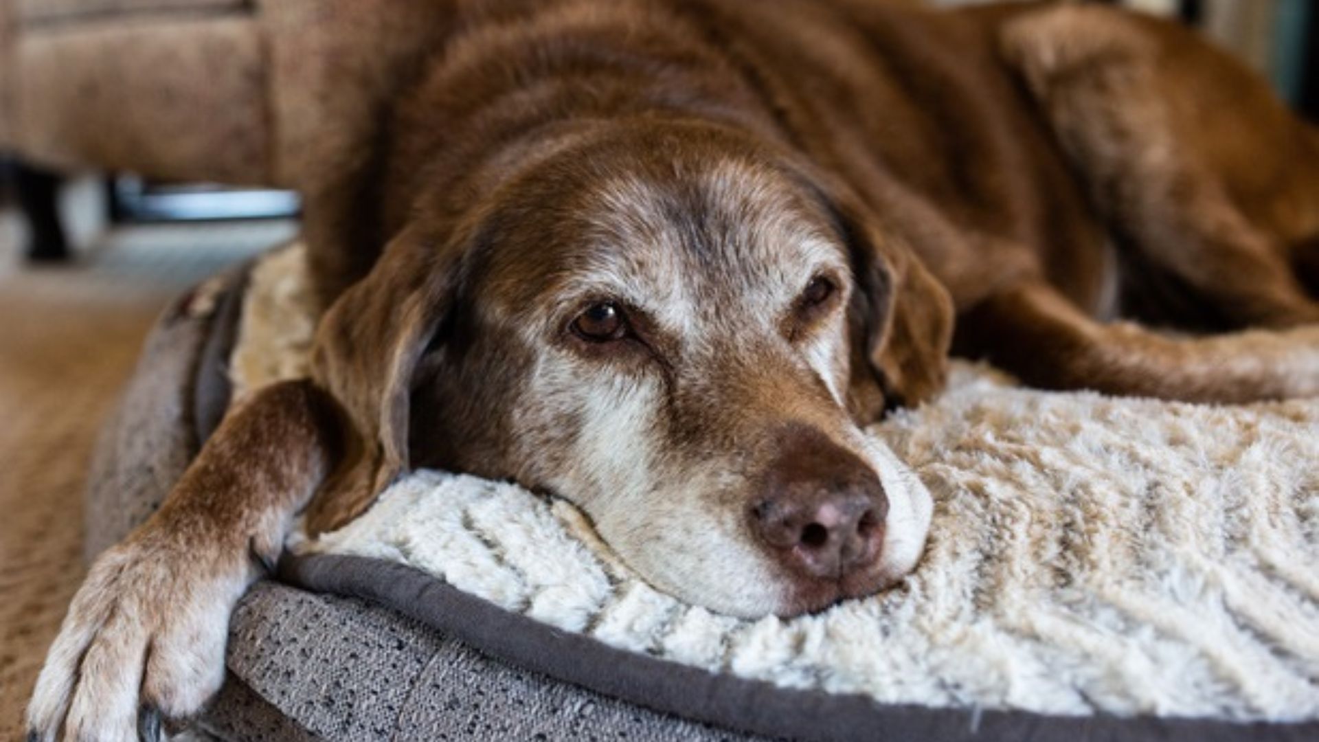 5 Cuidados Essenciais para Amenizar Dores Articulares em Pets Idosos