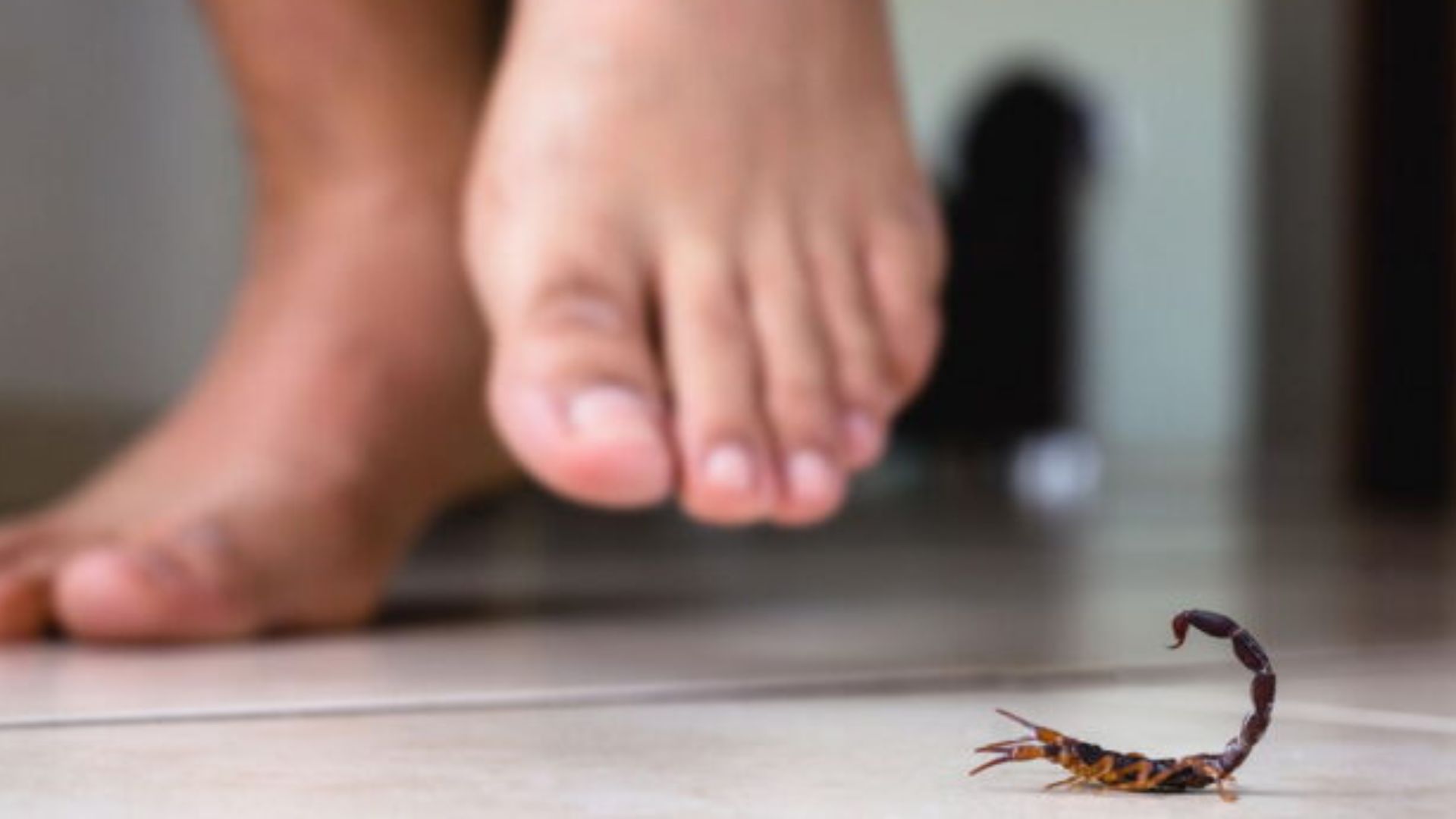 Plantas que afastam escorpiões: proteção natural e beleza para sua casa