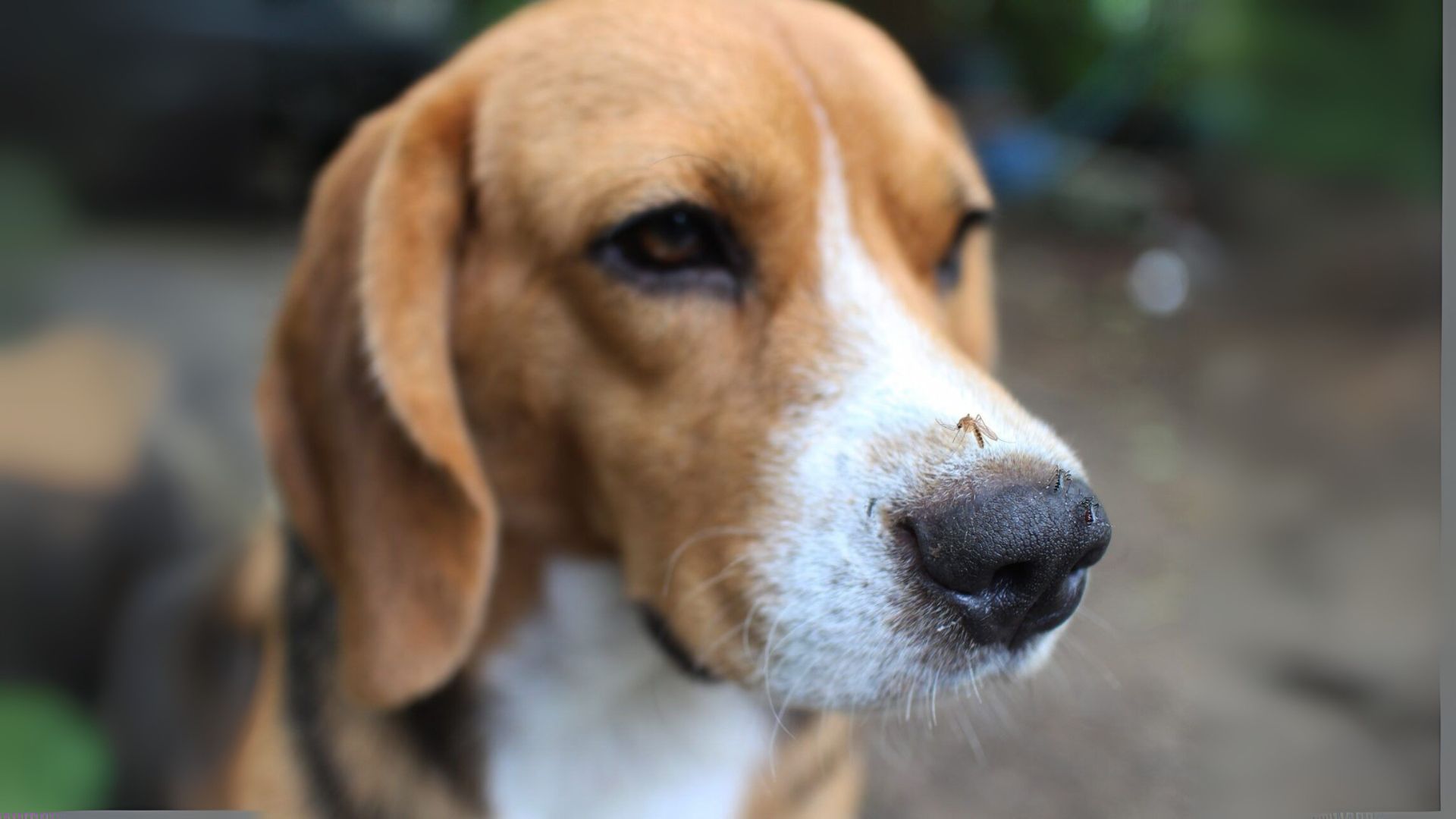 Agosto Verde Claro: Alerta nacional para prevenção da Leishmaniose, doença silenciosa que ameaça pets e humanos