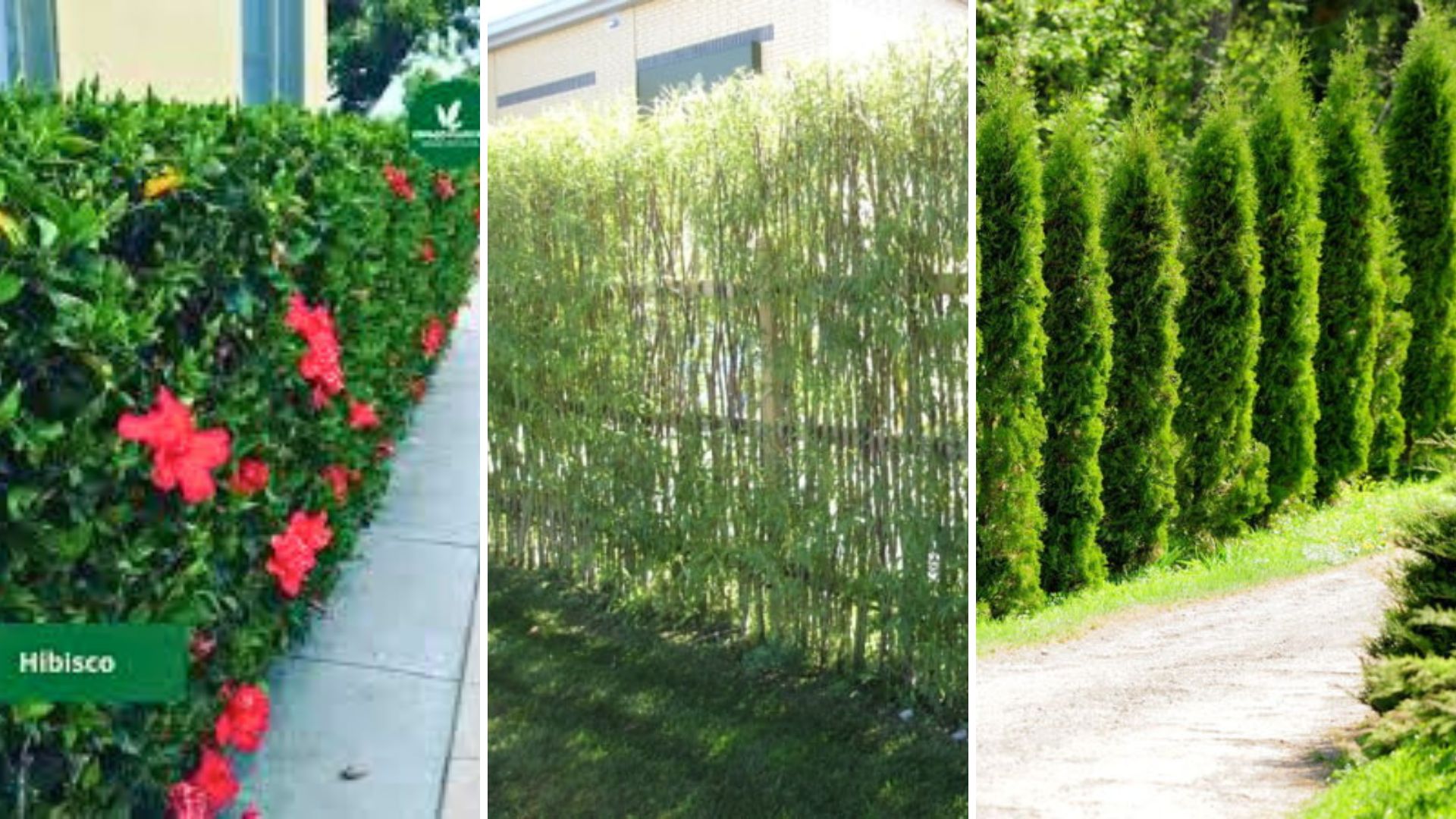 As 3 Melhores Plantas para Cerca Viva: Beleza e Privacidade no Seu Jardim