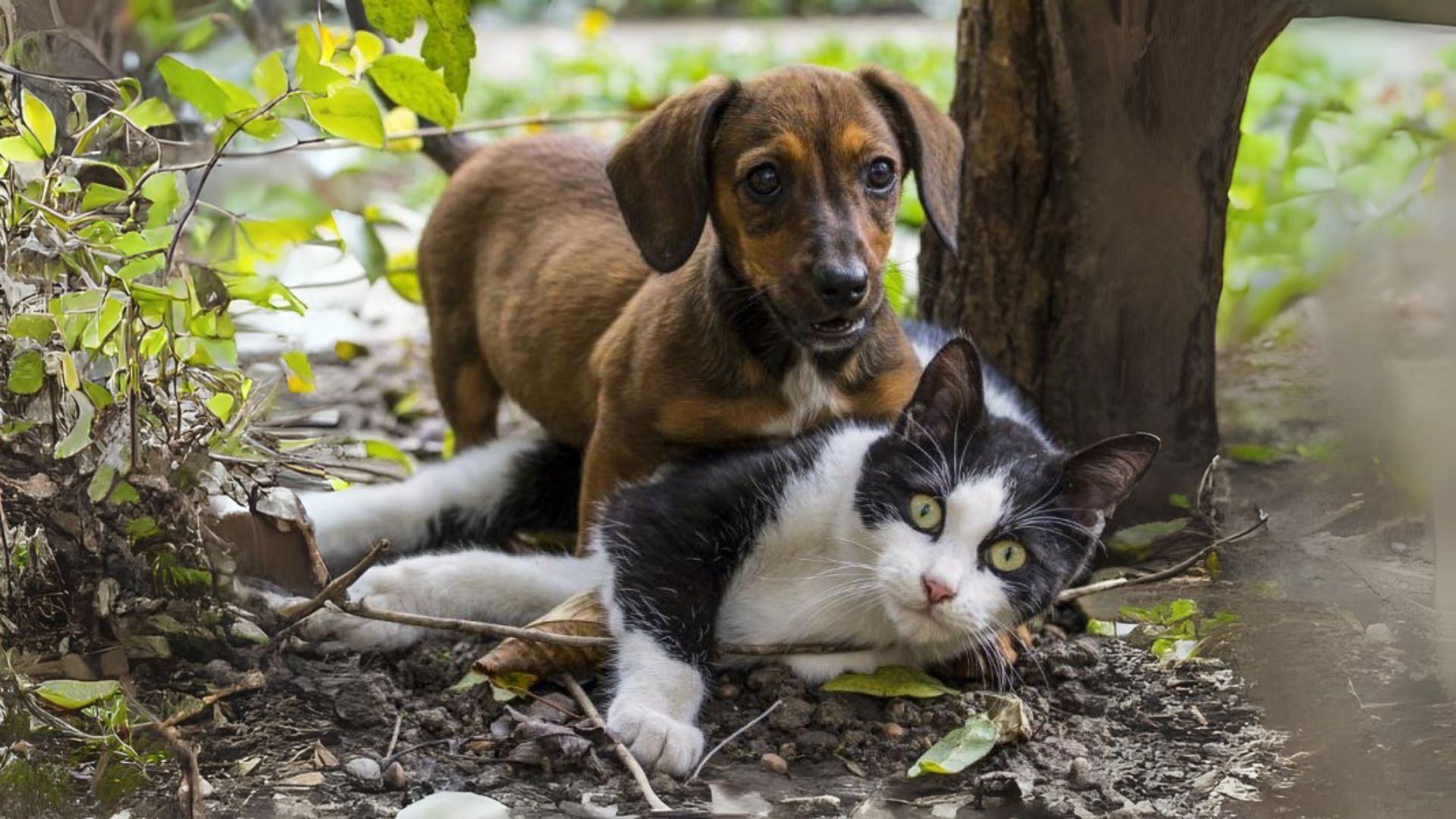 Orientações para identificar e controlar o ciúme em cães e gatos