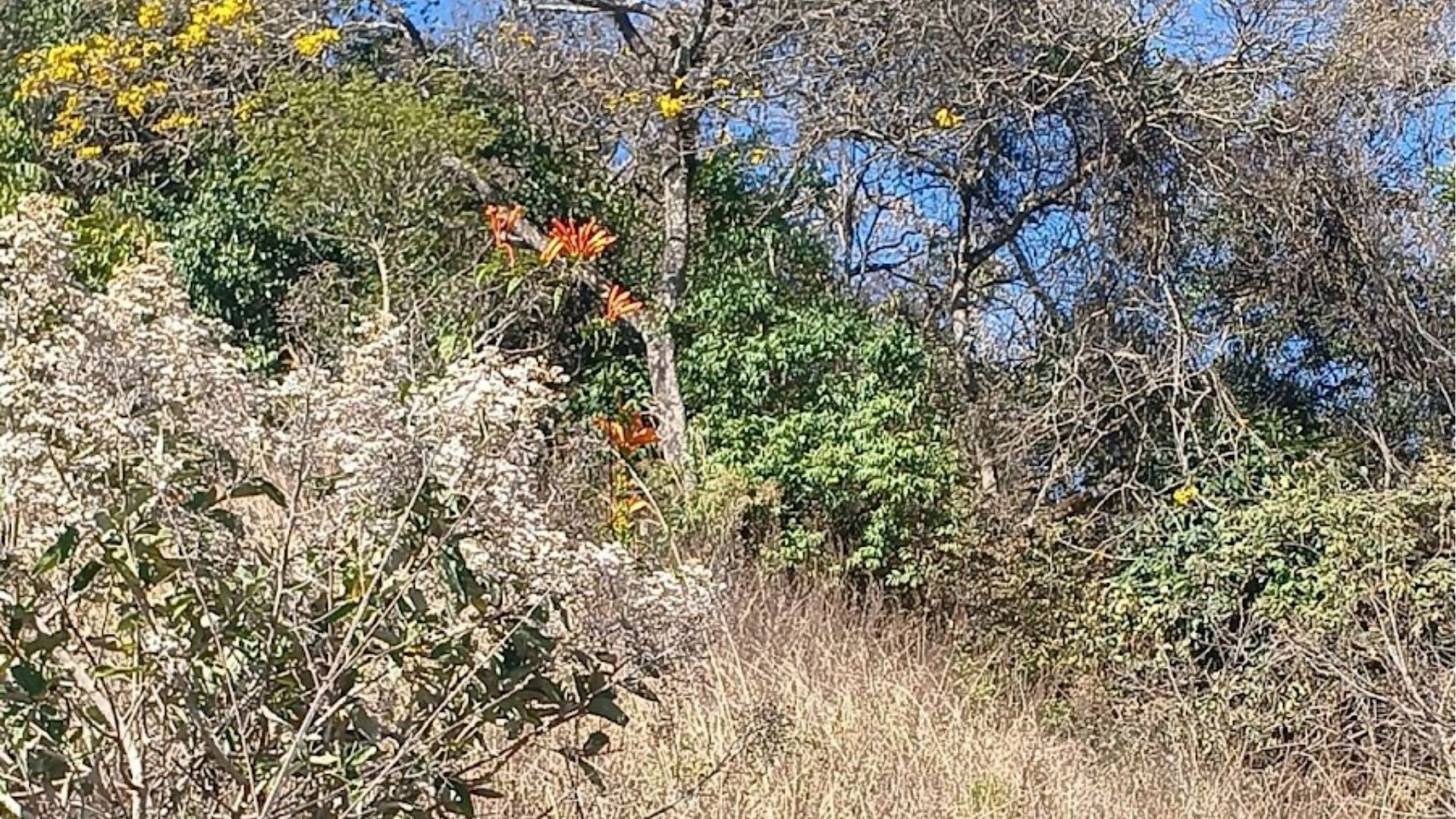 Associação Copaíba lança campanha “Todos Contra as Queimadas” para mobilizar comunidade na Mata Atlântica