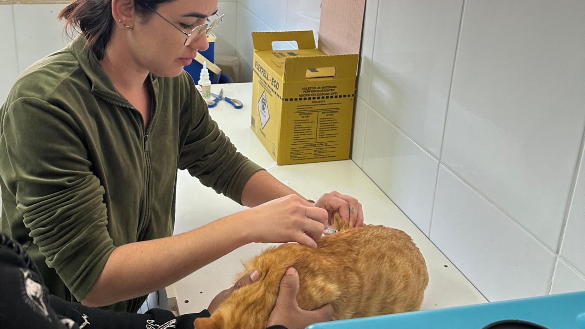 Zoonoses de Sumaré vacina 280 cães e gatos contra raiva no 1º semestre de 2025