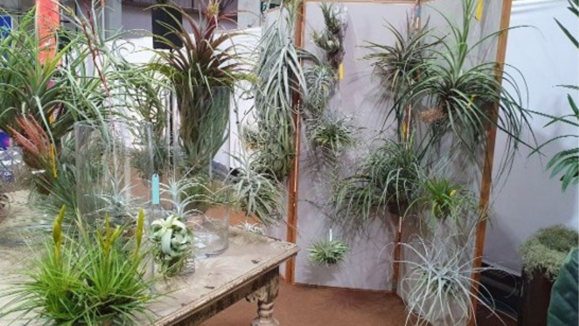 Nesta primavera, plantas nativas ganham espaço no paisagismo brasileiro