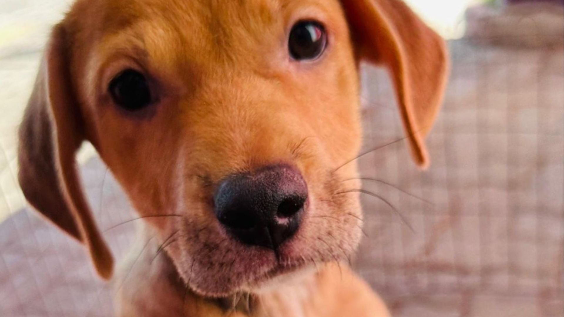 Sumaré realizará feira de adoção de animais no Residencial Bordon