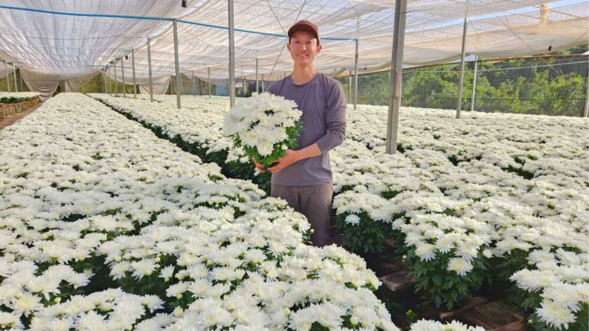 Produtores do Ceaflor se preparam para Finados em Jaguariúna