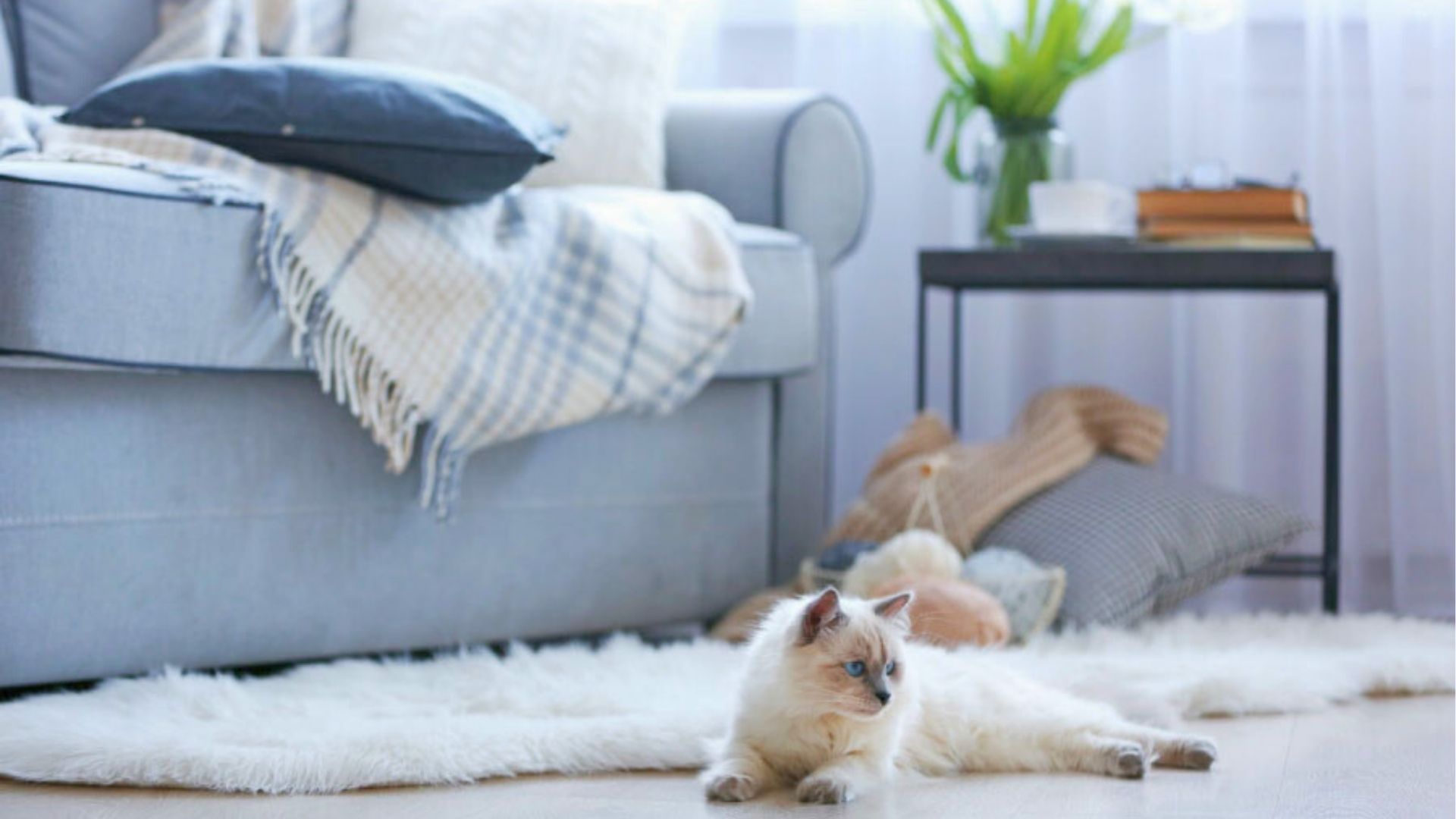 Feng Shui: cinco truques para energizar sua casa