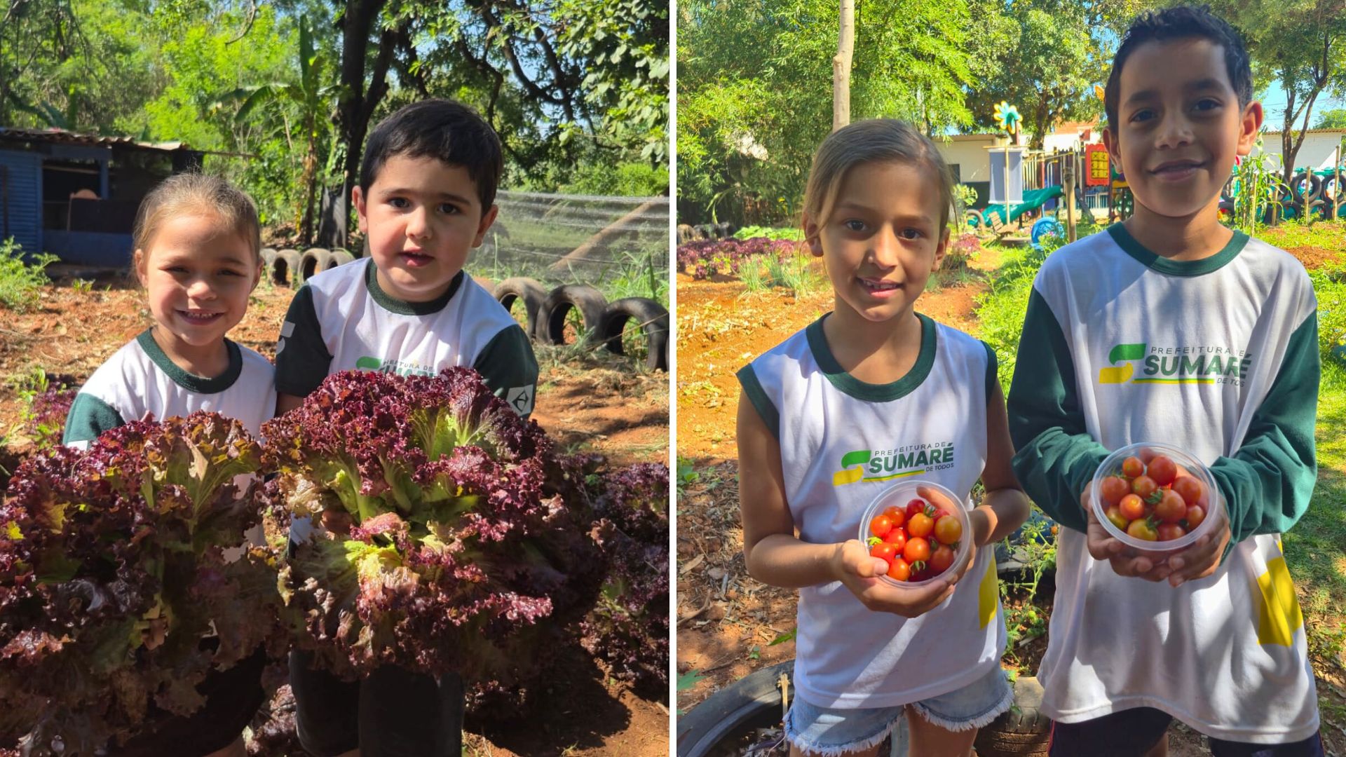 Sumaré: escola municipal colhe tomates e alface na horta
