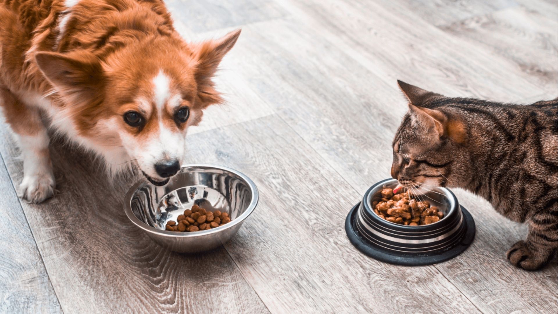 Alimentação e exercício podem aumentar longevidade de cães e gatos