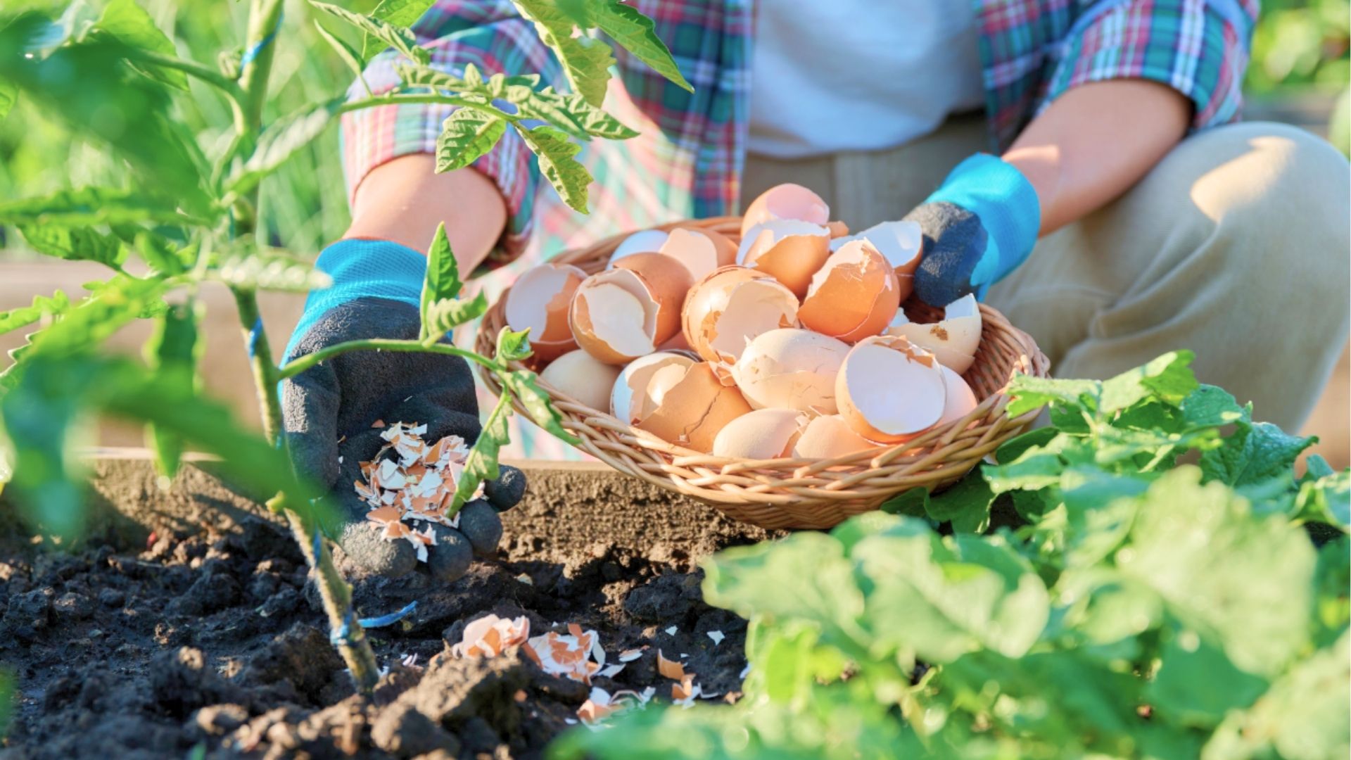Jardinagem: casca de ovo beneficia plantas se bem triturada