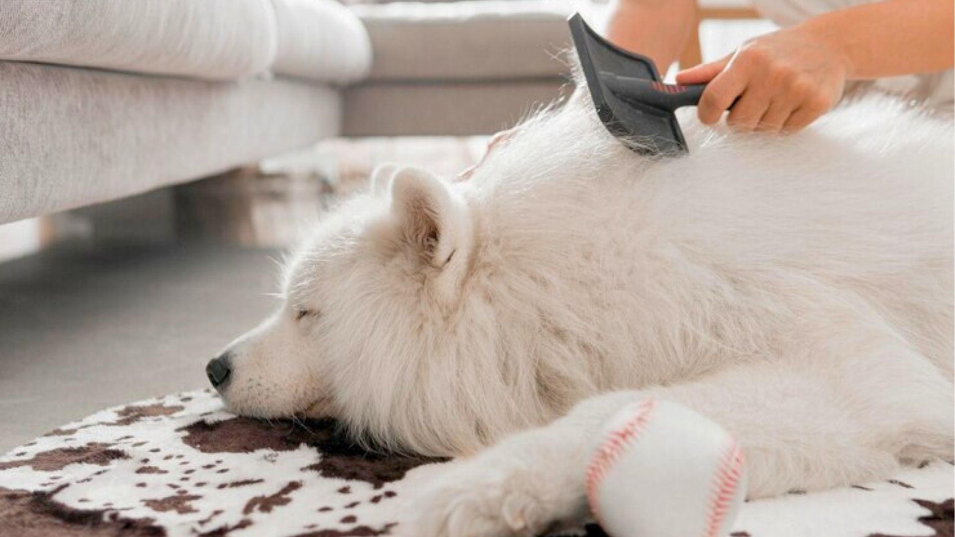 Pets em casa: 4 dicas de limpeza seguras para os animais