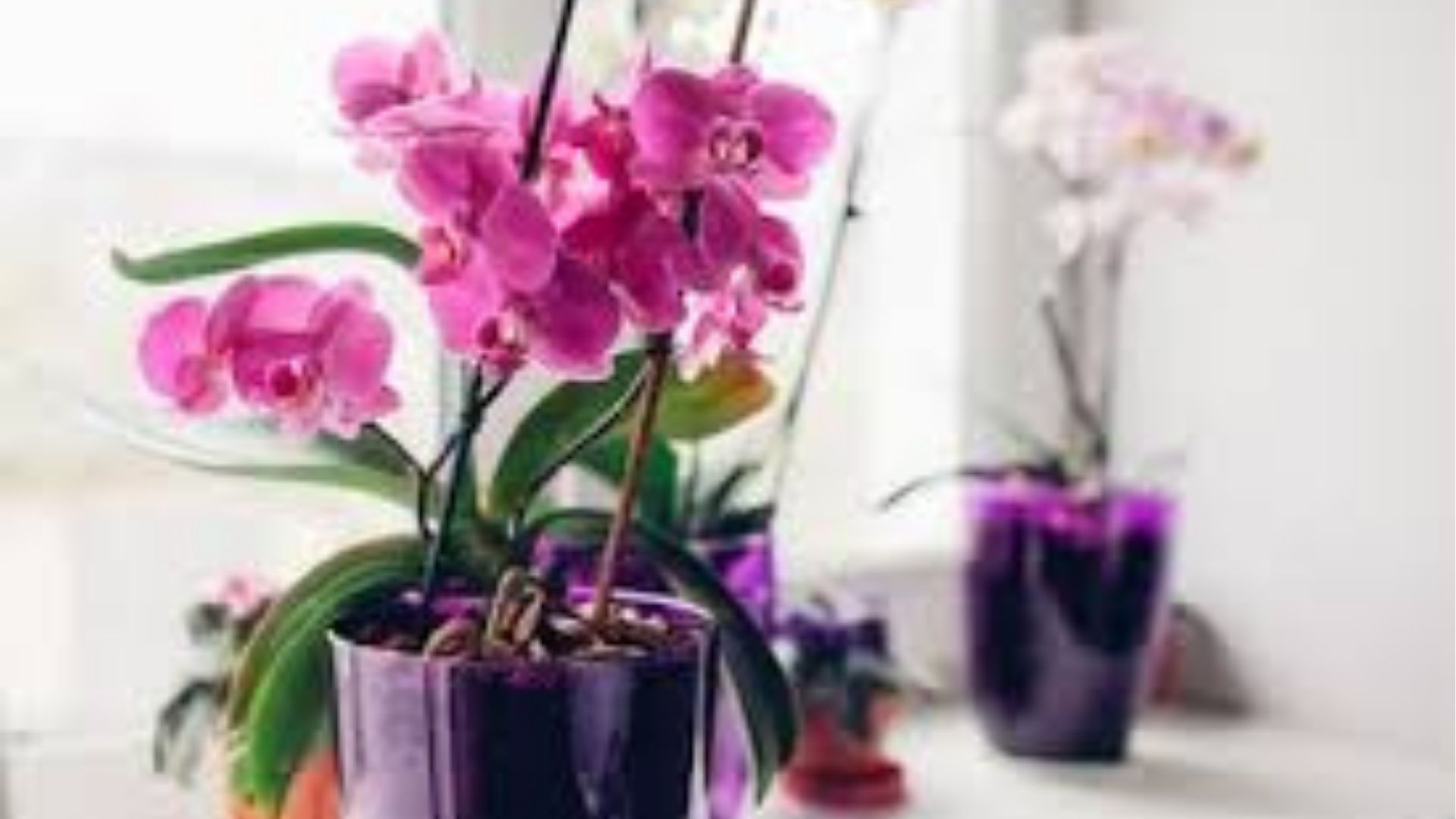 Jardinagem: por que minha orquídea não floresce e como resolver