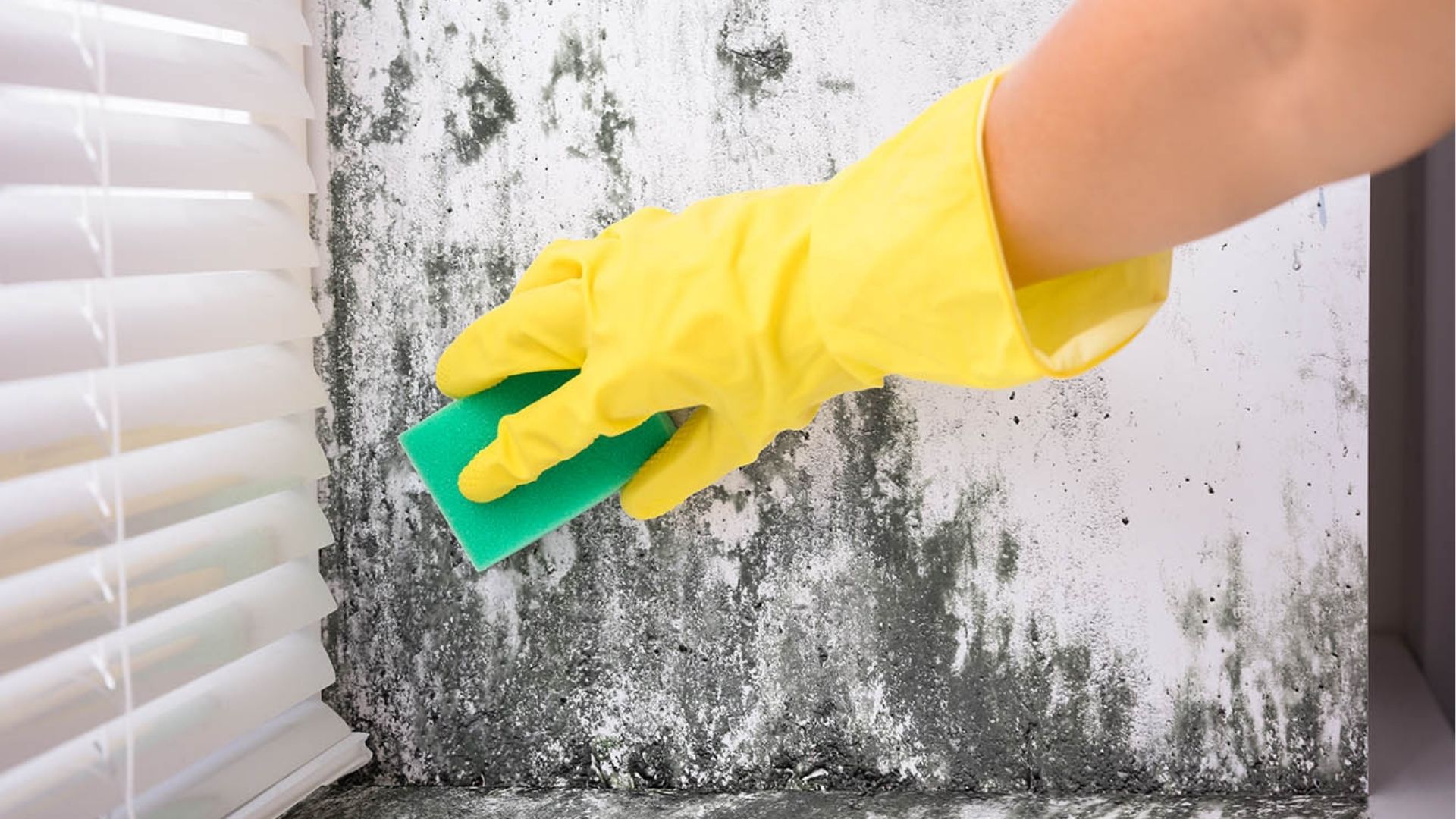 Cuidados: como prevenir e remover mofo e umidade em casa