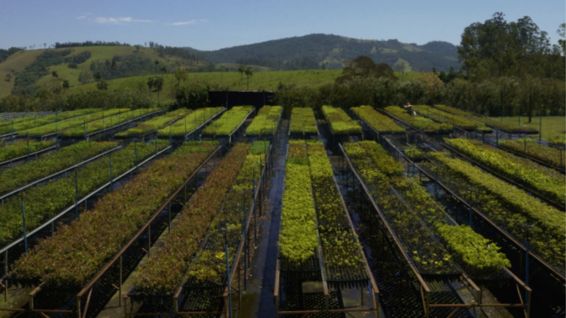 Dia de Doar: Copaíba mobiliza apoio para restaurar Mata Atlântica
