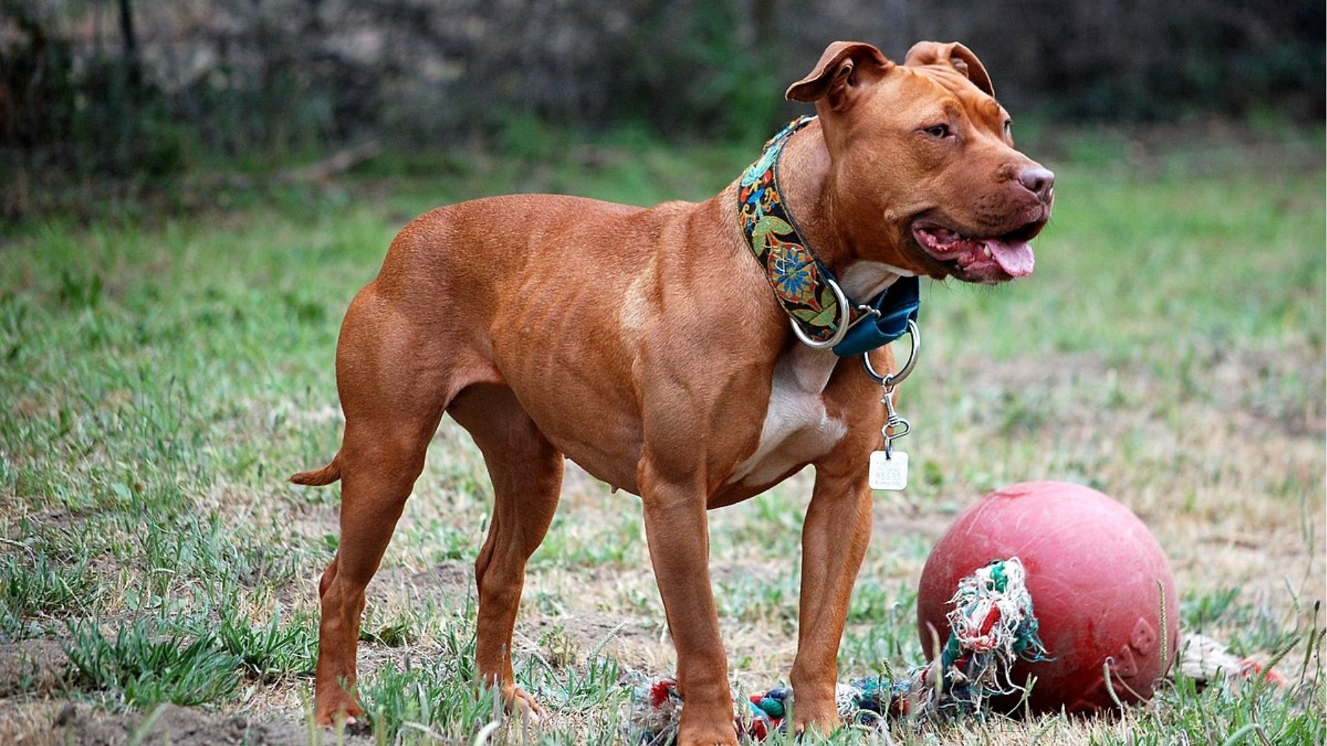 Sumaré aprova penalidades para tutores de pitbulls