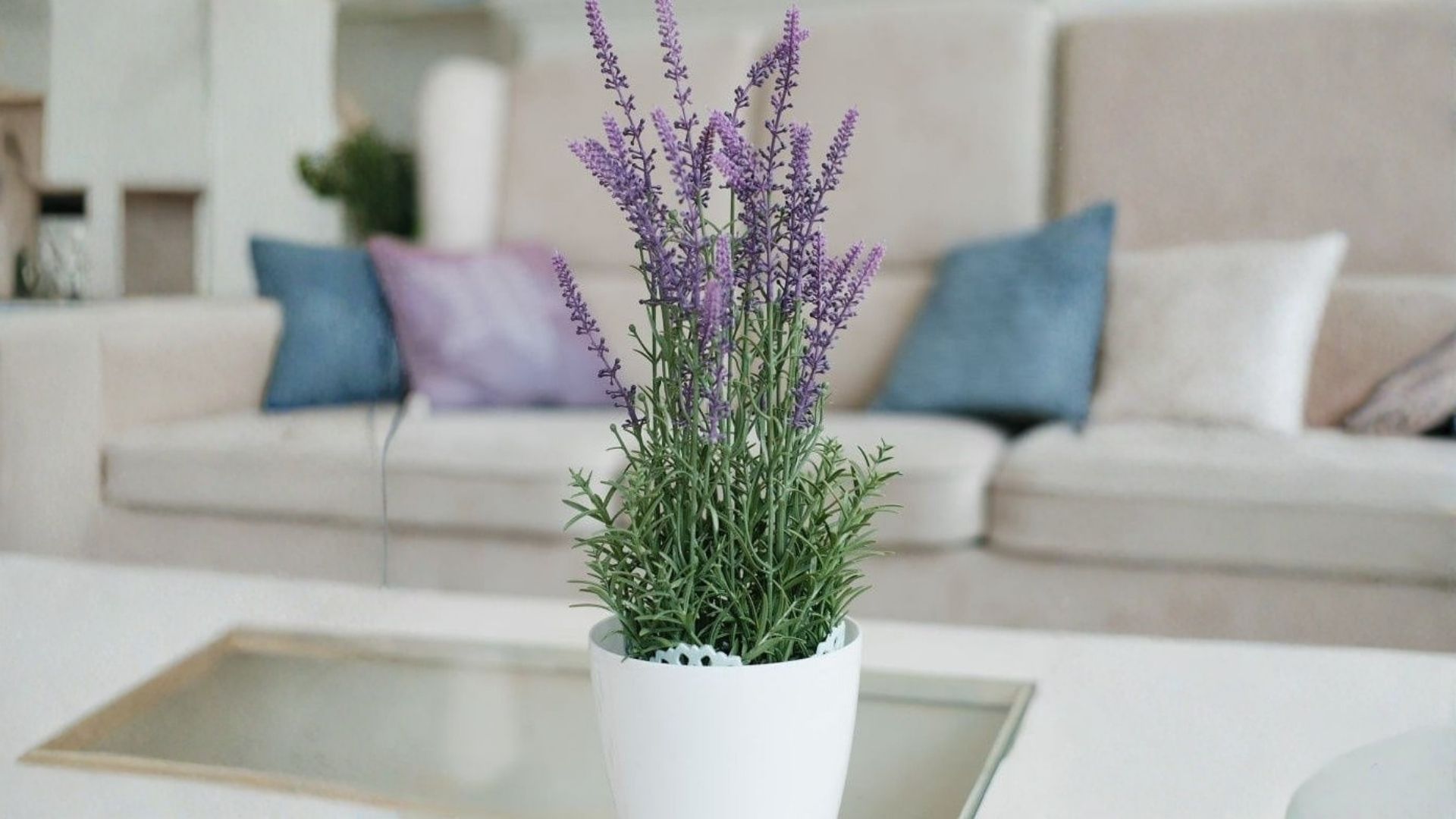 Lavanda: como plantar e cuidar em vasos e no jardim