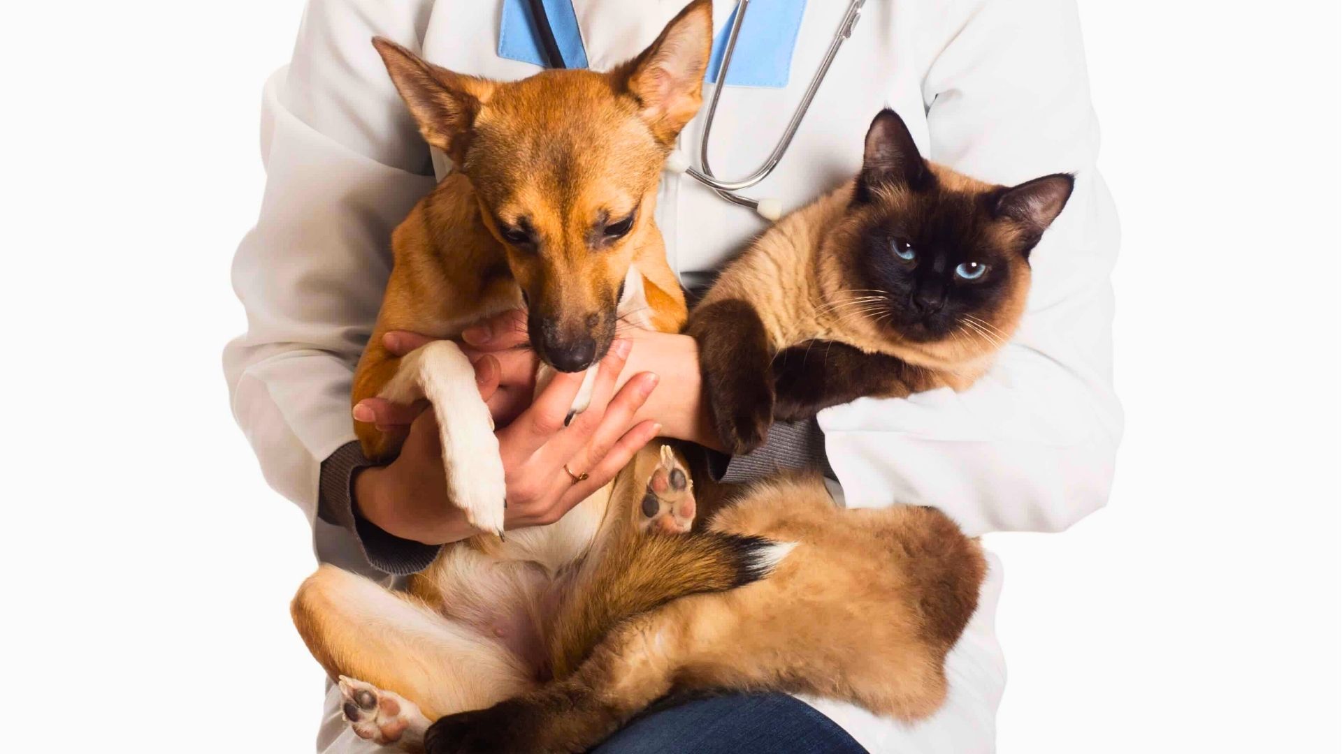 Paulínia: nova etapa do Programa de Castração em 6 de dezembro