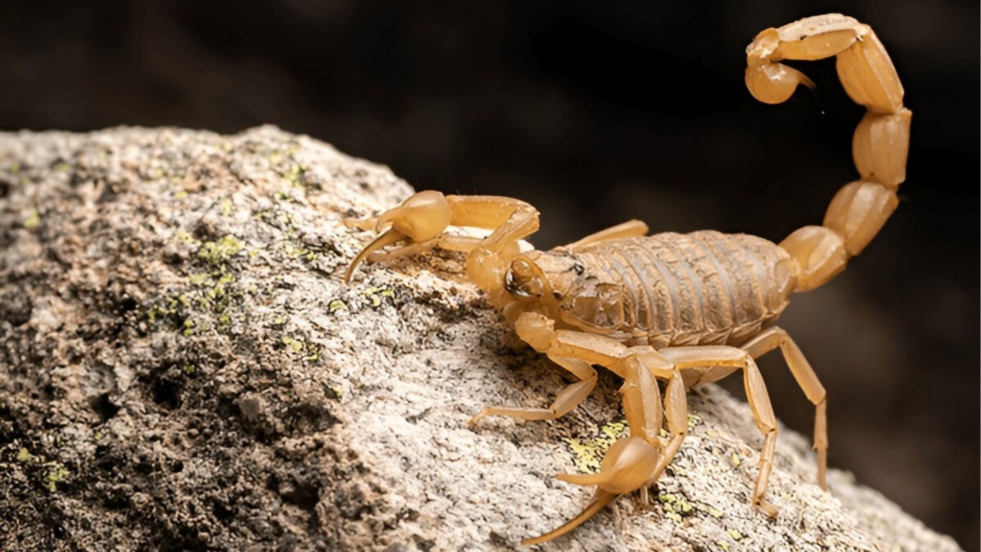 Campinas registra aumento de acidentes com escorpiões em 2025