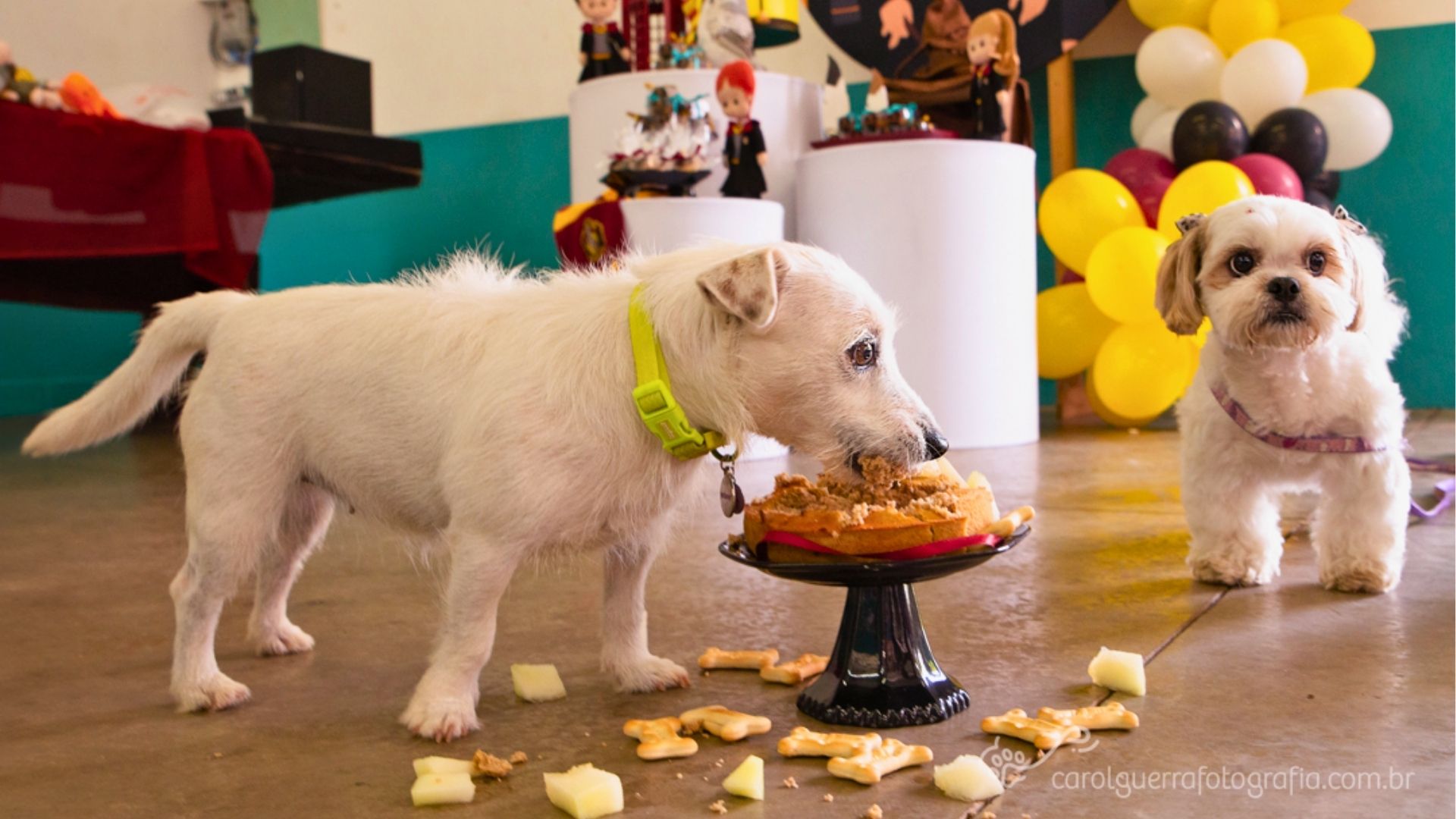 Hotéis e creches para cães se consolidam como oportunidade de negócio em Campinas