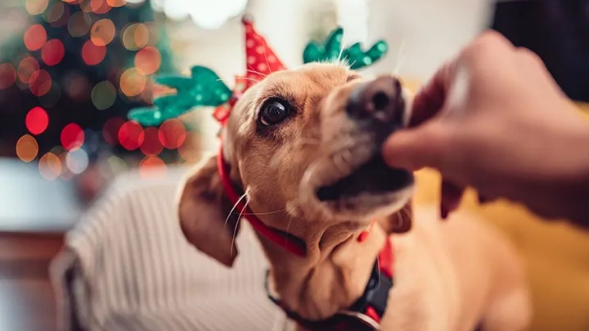 Fim de ano: atenção redobrada com a alimentação e bem-estar de cães e gatos